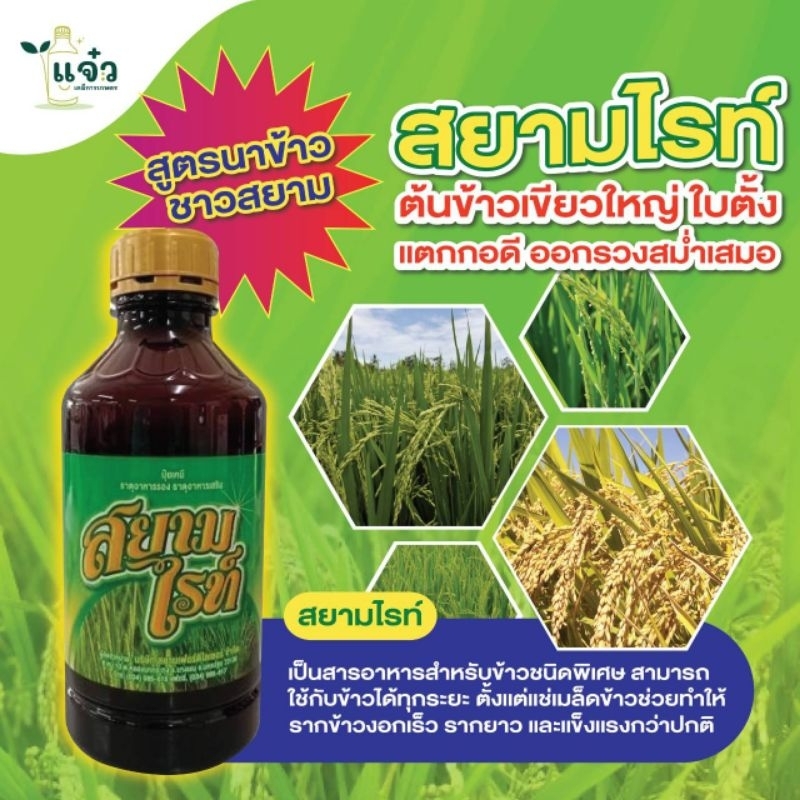 สยามไรท์  (1 ลิตร) ต้นข้าวเขียวใหญ่ ใบสั่ง แตกกอดี ออกรวงสม่ำเสมอ