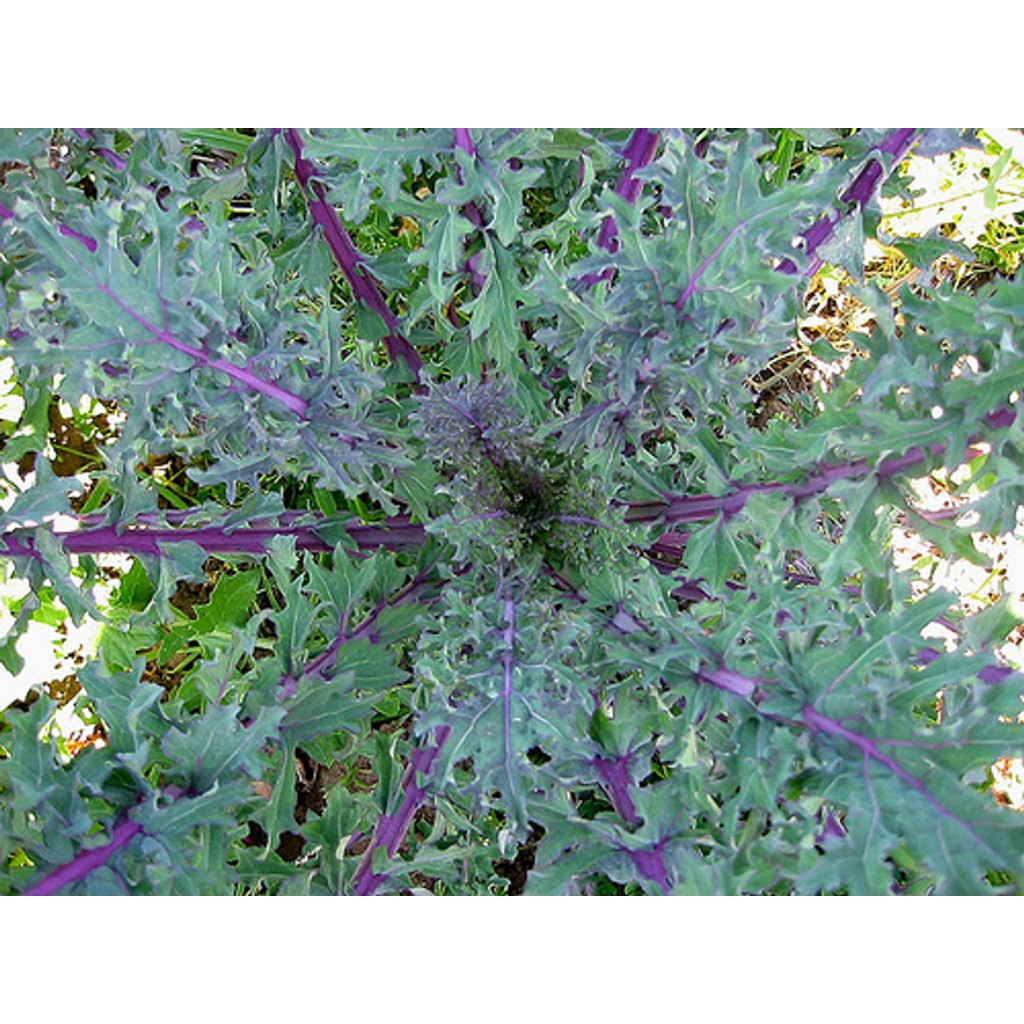 ต้นกล้า เคลแดงรัสเซีย ต้นกล้าละ 12 บาท ซื้อ 10แถม 2   Red Russian Kale เคลรัสเซียสีแดง  เป็นเคลแดงรัสเซีย เคลแดง