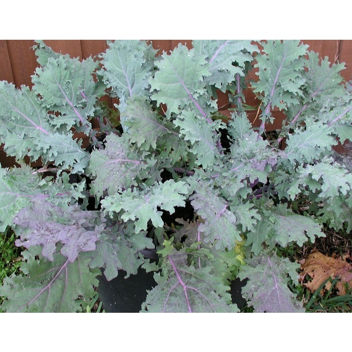 ต้นพันธุ์ เคลแดงรัสเซีย ถุงดำพร้อมปลูก 29 บาท  Red Russian Kale เคลรัสเซียสีแดง เป็นเคลแดงรัสเซีย เคลแดง ใบหยิก