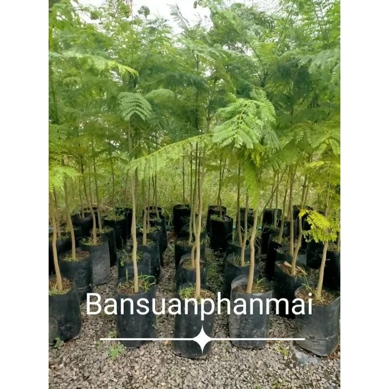 ต้นศรีตรังออสเตรเลีย ต้นเพาะเมล็ด สูง 90-100 ซม.