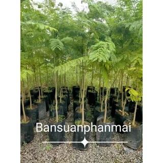 ต้นศรีตรังออสเตรเลีย ต้นเพาะเมล็ด สูง 90-100 ซม.