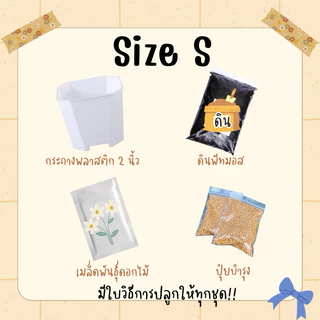 ชุดปลูกดอกไม้ สำหรับมือใหม่หัดปลูก ดอกเดซี่ ดอกทานตะวัน ดอกยิปโซฟีล่า ดาวกระจาย บานชื่น