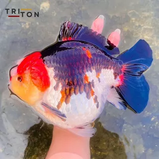Triton Goldfish Food อาหารปลาทอง ไทรทัน สูตรพิเศษ โปรตีนสูง 60% Triton ขนาด 400g ( เม็ดจม )