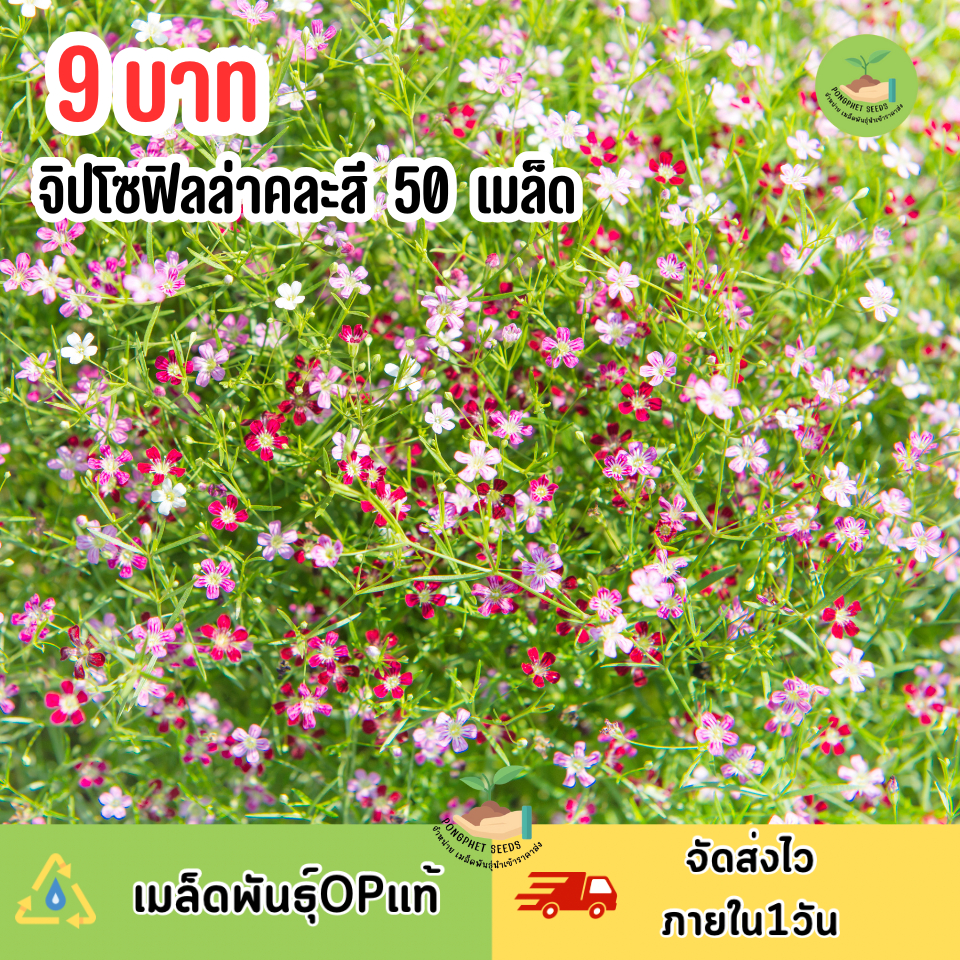 พิเศษ 9 บาท ดอกจิปโซฟิลล่าสีชมพู 50 เมล็ด