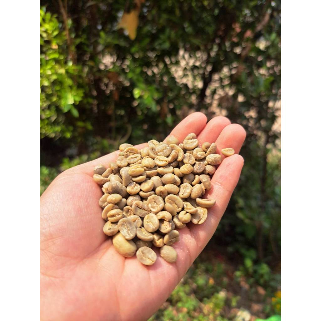 เมล็ดกาแฟดิบ Thai Chiang Rai, Mae Jan Luang (DAY ONE COFFEE)