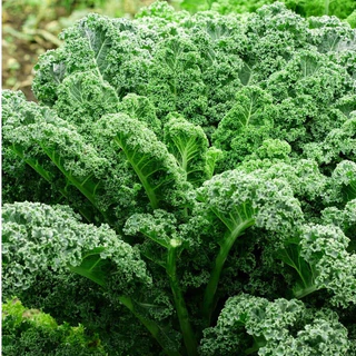 เมล็ดพันธุ์เคล วินเทอร์บอร์ Winterbor Kale F1 Seed 15 เมล็ด คุณภาพดี ของแท้ 100%
