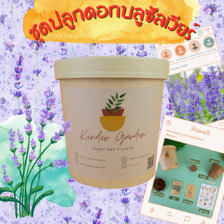 ชุดปลูกดอกบลูซัลเวียร์ ชุดปลูกดอกไม้ ชุดพร้อมปลูก ชุดของขวัญ…