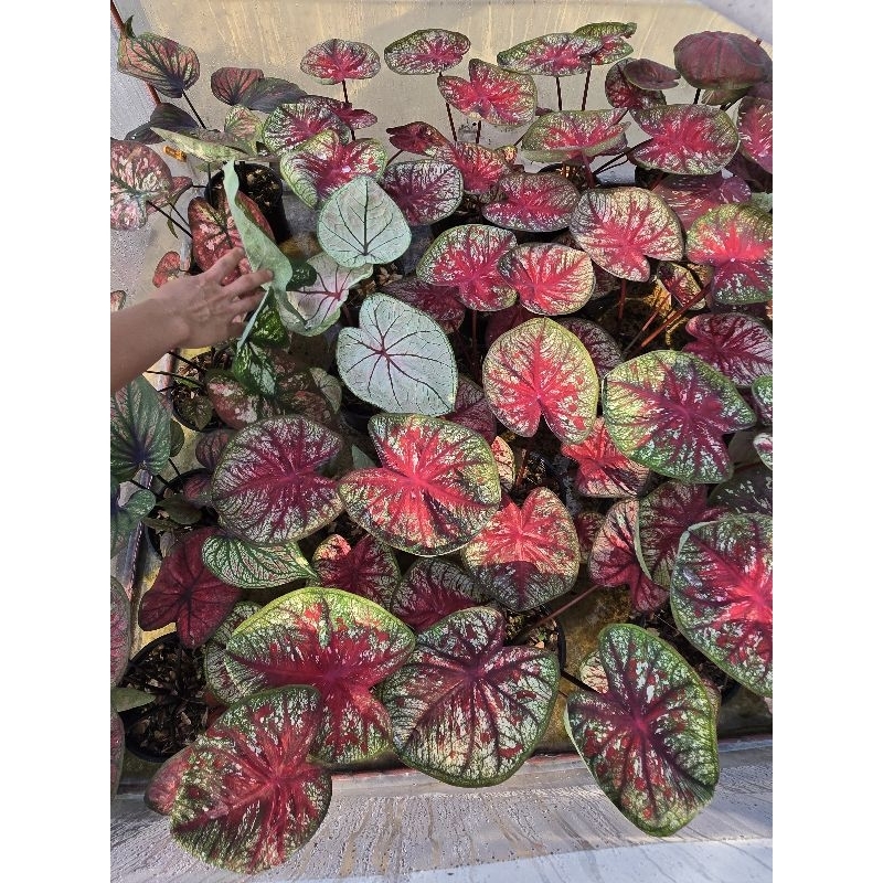 บอนสีมีนาคม🪴จัดส่งทั้งกระถางบอนสีใบกลม🪴