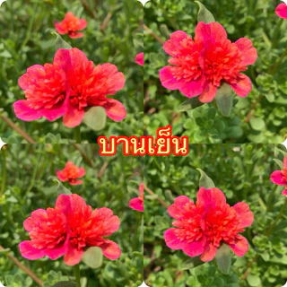 คุณนายแหวนเพชรเลือกสีได้ตามชอบเลยจ้า 10กิ่ง 20฿🌺🌺🌺