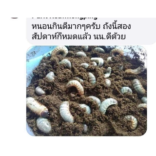 แมทสำหรับเพาะเลี้ยงด้วงกว่าง(40ลิตร)