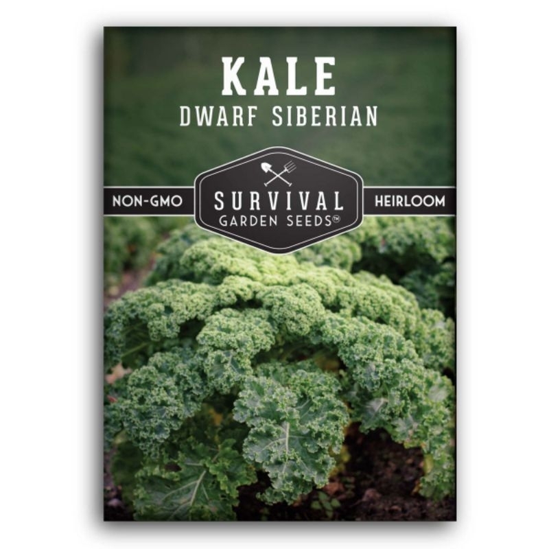 🇺🇲 เมล็ดพันธุ์ Dwarf Siberian Kale  ดวอร์ฟ ไซบีเรียนไซบีเรียแคระ จำนวนเมล็ดพันธุ์ 213-285 เมล็ด