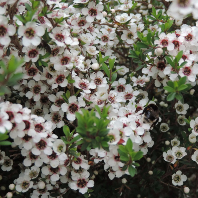 ต้นมานูก้า ดอกสีขาว ดอกกลีบเดี่ยว ( Manuka )