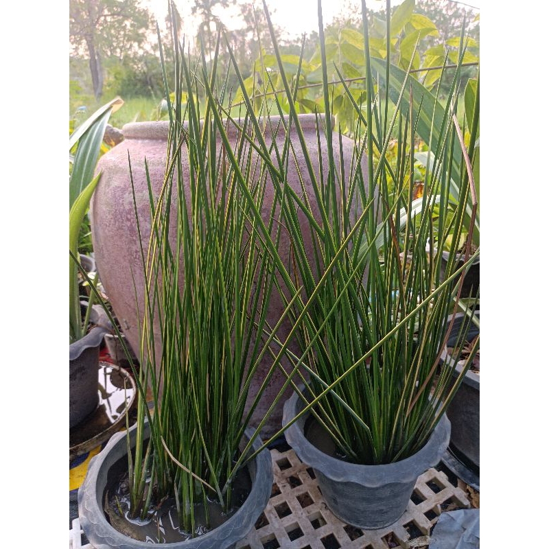 ต้นกกซามูไรด่างเหลืองไม้น้ำขายแบบตัดสด ตัดปลายใบออก สูง 40 cm