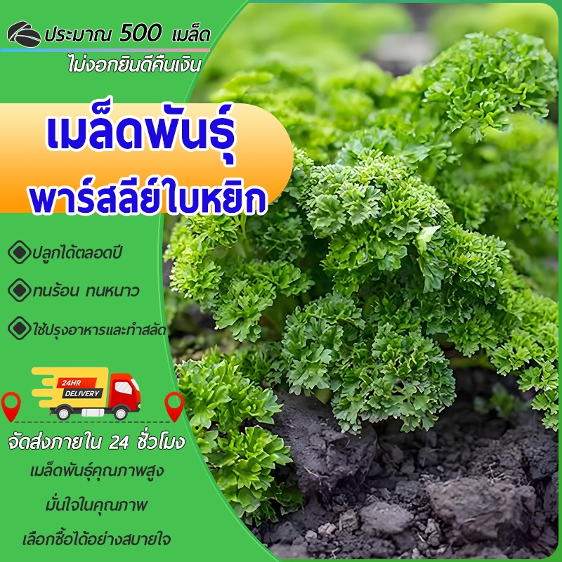 500 เมล็ด เมล็ดพันธุ์พาร์สลีย์ใบหยิก  เมล็ดพาร์สลีย์ อิตาเลี่ยน พาร์สลีย์ โตง่าย เพิ่มรสชาติหอม