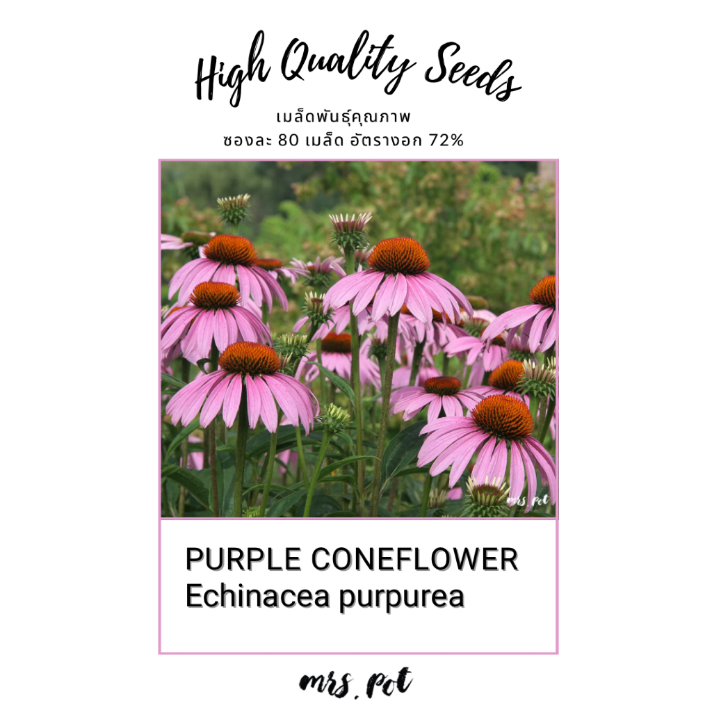 เมล็ดดอกไม้ทานได้ Purple Coneflower รหัส115