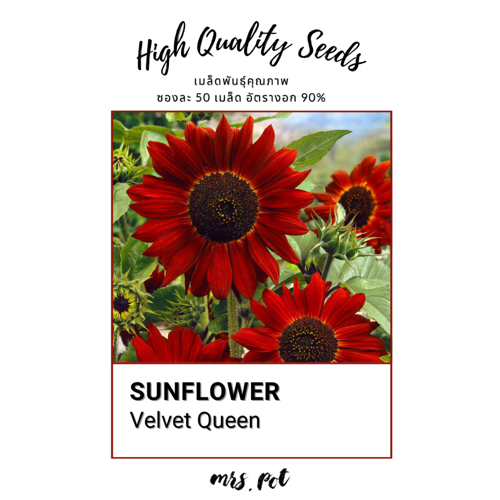 เมล็ดทานตะวันนำเข้าสายพันธุ์ Velvet Queen Sunflower รหัส001