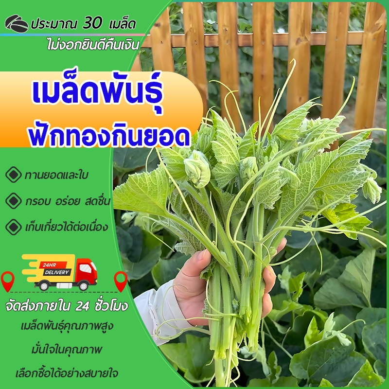 30 เมล็ดเมล็ดพันธุ์ยอดฟักทอง ฟักทองเก็บยอด Pumpkin เมล็ดฟักทองยอด เมล็ดพันธุ์ผัก เมล็ดผักสวนครัว
