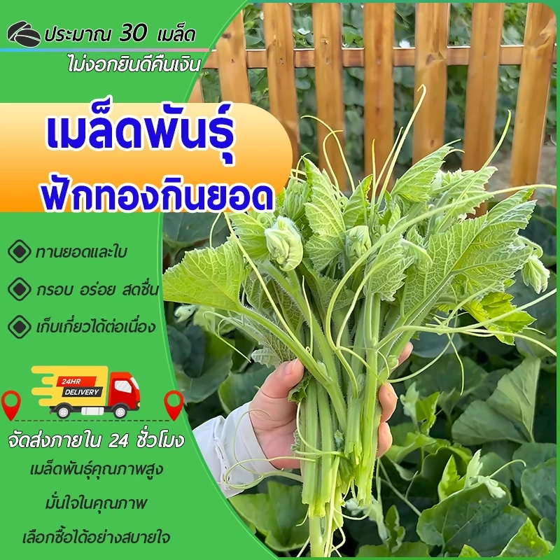 30 เมล็ดเมล็ดพันธุ์ยอดฟักทอง ฟักทองเก็บยอด Pumpkin เมล็ดฟักทองยอด เมล็ดพันธุ์ผัก เมล็ดผักสวนครัว