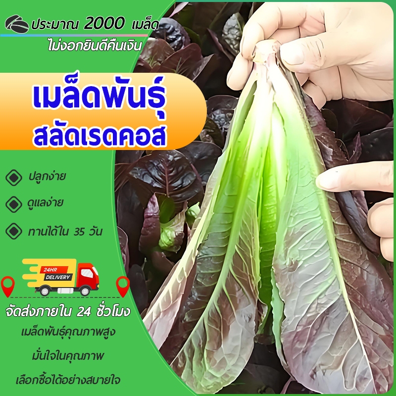 2000 เมล็ด เมล็ดพันธุ์สลัดเรดคอส เมล็ดพันธุ์เรดคอส ปารีสสลัดเมล็ดพันธุ์ผักสวนครัว