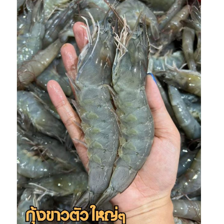 กุ้งขาวตัวใหญ่ๆ ไซส์25-35ตัวโล กุ้งสดๆแล้วนำมาแช่แข็ง ขายแพ็คละ 1กิโลกรัม เป็นกุ้งสดๆและนำไปแช่แข็ง