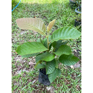 ต้นยางกราด หรือ ต้นสะแบง(สูง40-50cm)ดอกสวย ดอกหอม ให้ร่มเงา ไม้ป่าเศรษฐกิจ