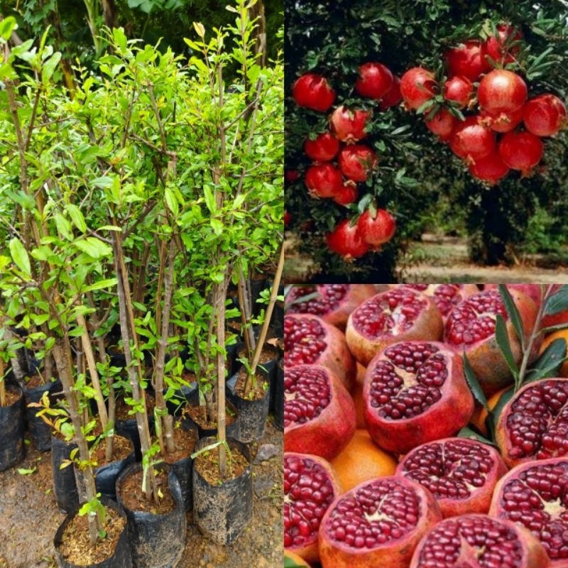 ทับทิมแดงมารวย กิ่งตอน สูง 60-80 cm
ติดผลเร็ว รสชาติหวานฉ่ำ กรอบ อร่อย