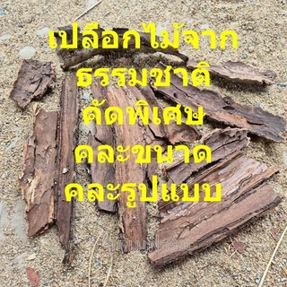 เปลือกไม้แห้ง คัดพิเศษ คละขนาด คละรูปแบบ สำหรับ Isopod หรือสัตว์ Exotic
