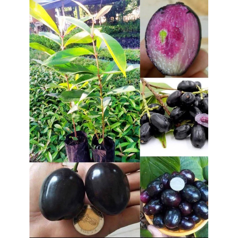 🌳🍇🍒ต้นลูกหว้ายักษ์อินเดีย (เพาะเมล็ด)🌳🍇🍒(ชุด3ต้น)
