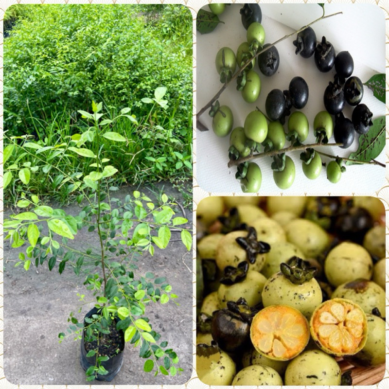 ต้นมะเกลือ เนื้อไม้สวย (สูง 60-80cm) ไม้เนื้อเเข็งแก่นดำสนิท ไม้ป่าเศรษฐกิจ