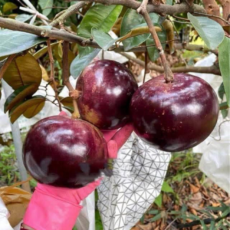 ต้นแอปเปิ้ลสตาร์ พันธุ์ไต้หวัน พันธุ์扁16品種 (เบี่ยงฉีโลว์ผิงโจว)นำเข้าจากจีน หรือพันธุ์ 16 รสชาติหวานกลมกล่อม นุ่ม เหนียว