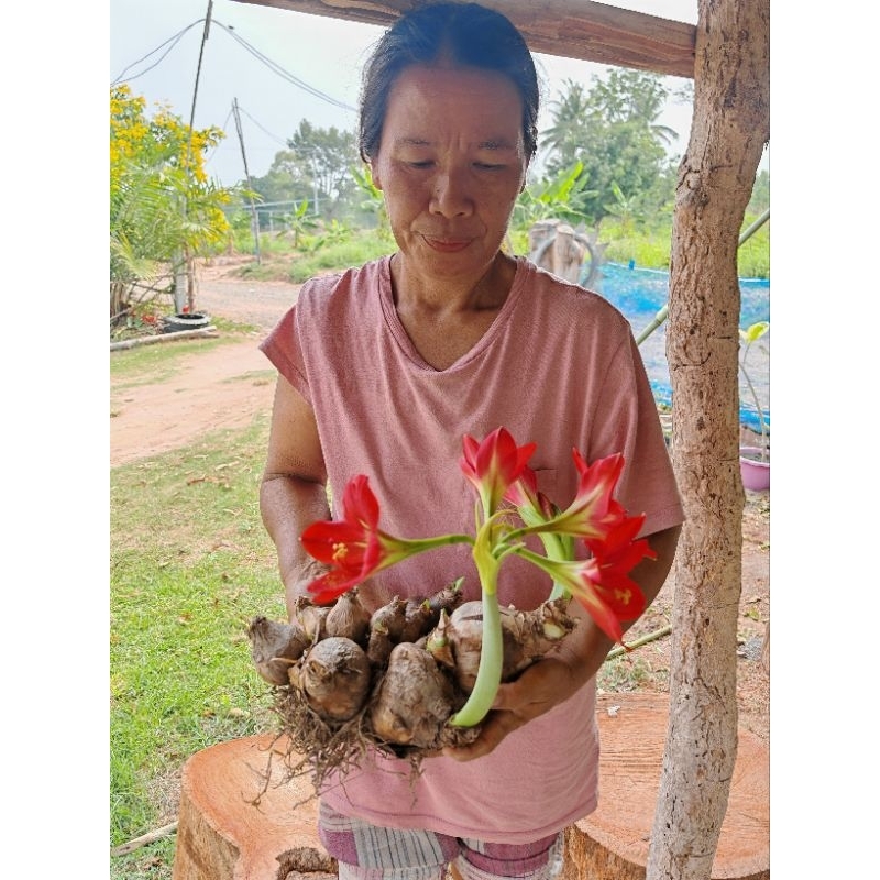 ว่านสี่ทิศสีแดง​ มงคลเรียกทรัพย์​ 1​ หัว​ ส่งไว​ เน้นคุณภาพ​ ราคา ถูกที่สุด ดีลบีเคเค แกลเลอรีภาพที่ 5