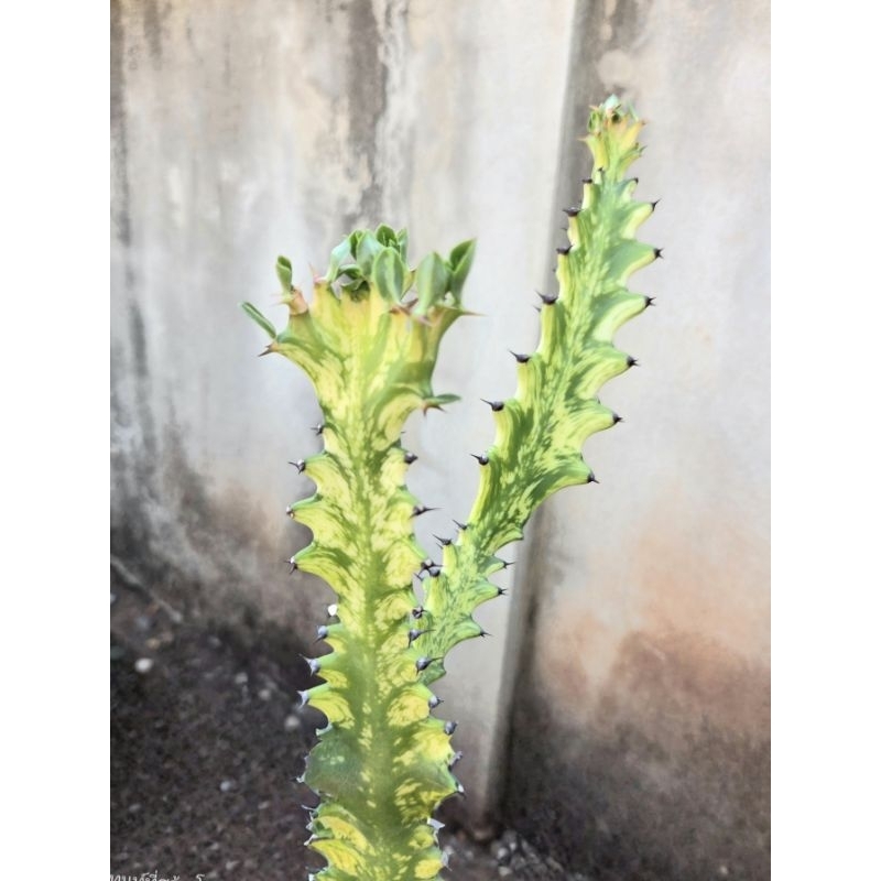 euphorbia trigona variegata