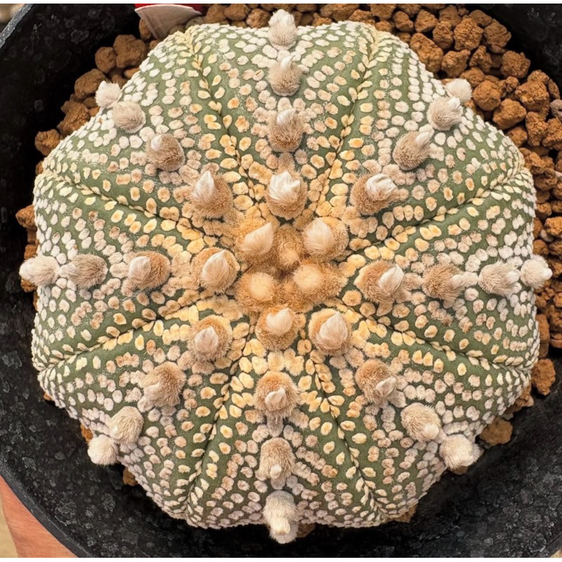 ❤️มาตามคำเรียกร้อง มิราเคิลมาแล้ว🐰Astrophytum asterias ‘Miracle kabuto’  มิราเคิลทรงสวย ไม้นำเข้าญี่