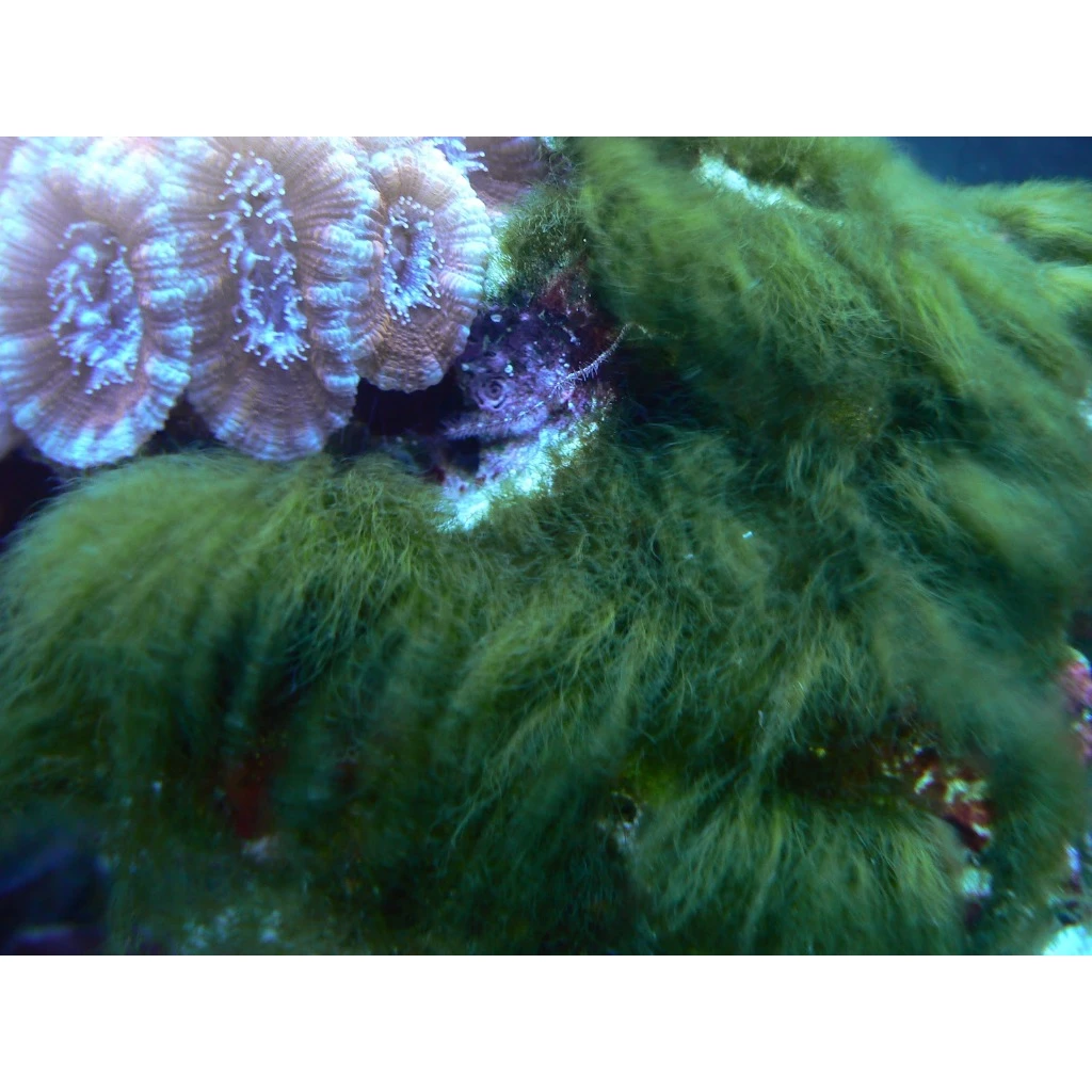 Remove Algae น้ำยากำจัดตระไคร่ สำหรับตู้ปลาทะเล thumbnail 3