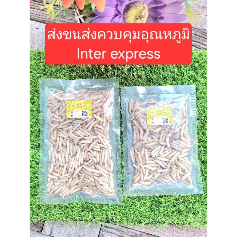 หนอนแว๊กแช่แข็ง ขนาด 50-100 กรัม