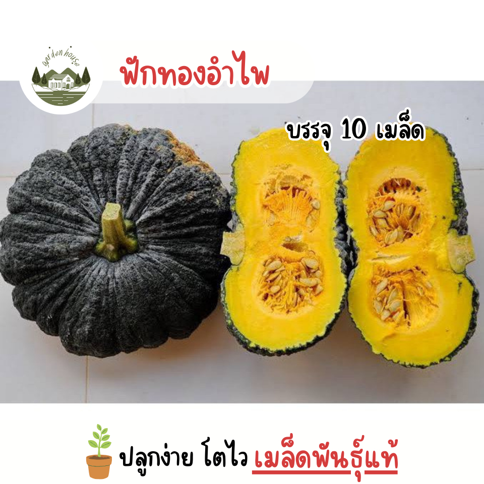 เมล็ดฟักทงอำไพ 10 เมล็ด