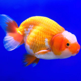 Zenkoi อาหารปลาทอง สูตรเร่งโต เร่งสี เร่งวุ้น 3ขนาด