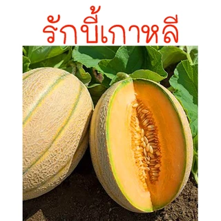 เมล่อน📌รวมเมล่อนทุกสายพันธุ์🎯ถูกที่สุด 10 บ.🎯เมล็ดพันธุ์เมล่อน3-10👉งอกง่าย ☘️โตไว👉ลูกโต☘️รสหวาน