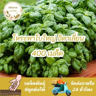 เมล็ดพันธุ์ โหระพาใบใหญ่ อิตาเลี่ยน เบซิลใบใหญ่ 70 เมล็ด Large Leaf Italian Basil เมล็ดพันธุ์แท้100% นำเข้าจากต่างประเทศ