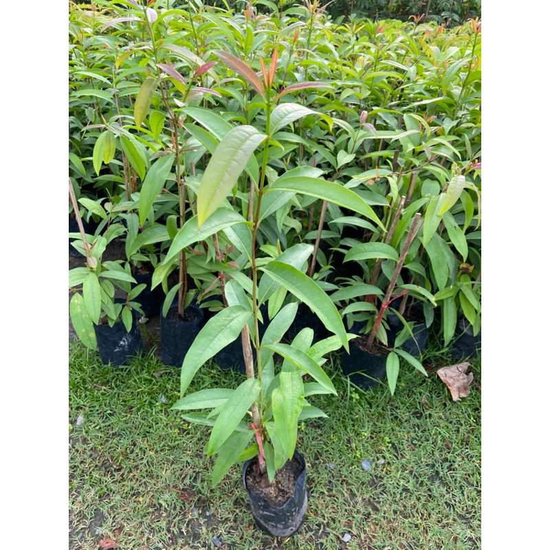 ต้นผักติ้ว ผักแต้ว ผักพื้นบ้านอายุยืน สรรพคุณมากมาย น่าปลูก (สูง 40-60cm)