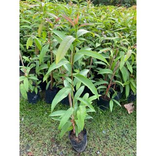 ต้นผักติ้ว ผักแต้ว ผักพื้นบ้านอายุยืน สรรพคุณมากมาย น่าปลูก (สูง 40-60cm)