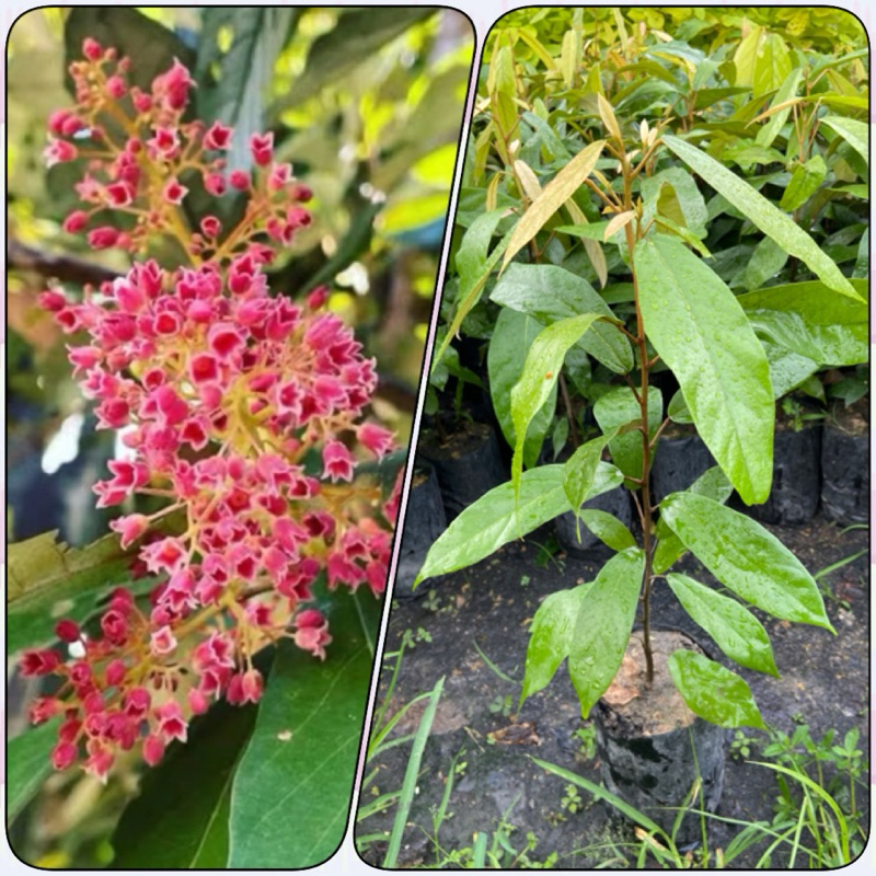 ต้นเศรษฐีเงินหนุน ต้นเงินหนุน ไม้หายาก (สูง 50-60cm)
