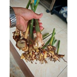 พันธุ์​ข่า​เหลือง​ พันธุ์​ข่าใหญ่​ ราคา​ถูก​มาก