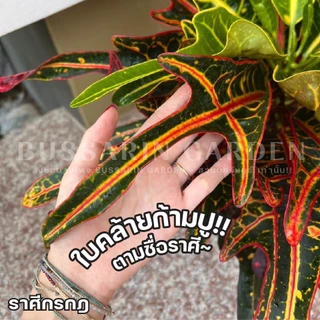 ต้นโกสนพันธุ์ ราศีกรกฎ ไซส์สูง 30-40 เซนติเมตร ซื้อ 10 แถม 1 (จัดส่งแบบถอดกระถาง+รับประกันสินค้า)