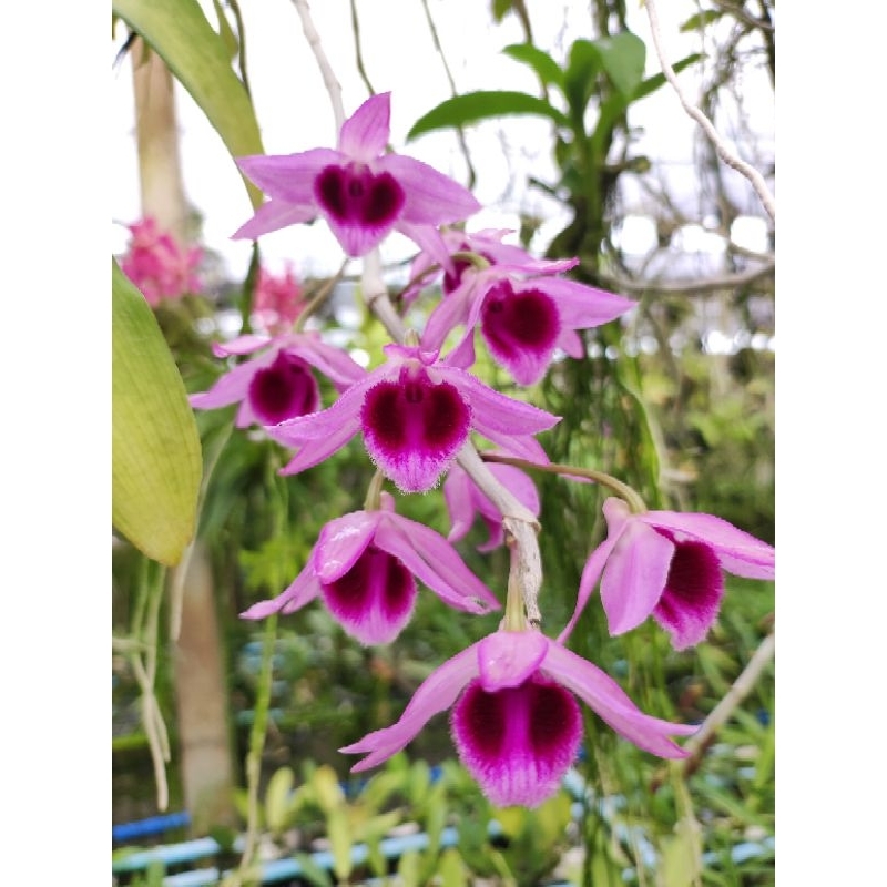 เอื้องสายซูเปอร์อาโน่ x เนสเตอร์เผือก ดอกสวย หอม มีดอกช่วงเดือนเมษายนค่ะ