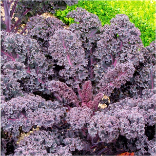 เมล็ดพันธุ์เคล เรดบอร์ เคลใบหงิกสีม่วง Redbor Kale F1 Seed 10 เมล็ด นำเข้าจาก USA ของแท้ 100%