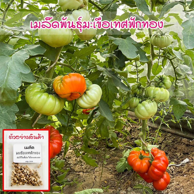 Costoluto Genovese Tomato Seed มะเขือเทศฟักทอง ปลูกง่าย โตไว 8-25 เมล็ด [ซื้อ 10 แถม 1 คละได้]