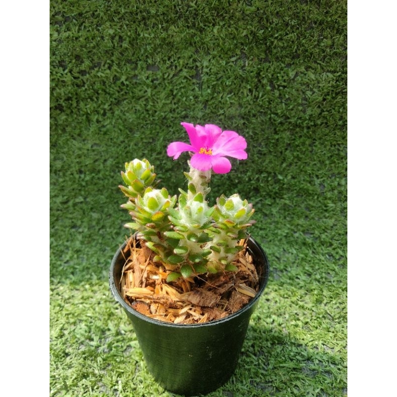 ต้นปอร์ตูลาก้า, แพรบราซิล [ Portulaca werdermannii ] ไม้ในกระถาง2"