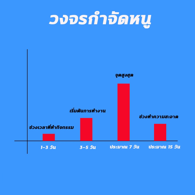🐀100 ปี ไม่มีหนู 🐀ยาหนู ยาดักหนู ฆ่าหนู ยาฆ่าหนู 80 เม็ด สูตรสิทธิบัตรไทย กำจัดหนูด้วยชีวภาพ ยาเบื่อหนูแห้ง ใช้ได้ทั้งแม - รูปที่ 5