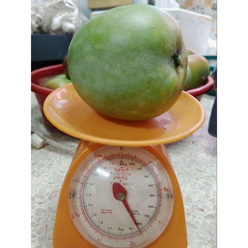 มะม่วง R2E2 สดจากสวนนครปฐม ปลูกแบบไร้สารเคมี